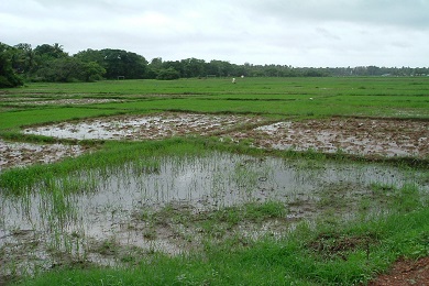 Agriculture Land